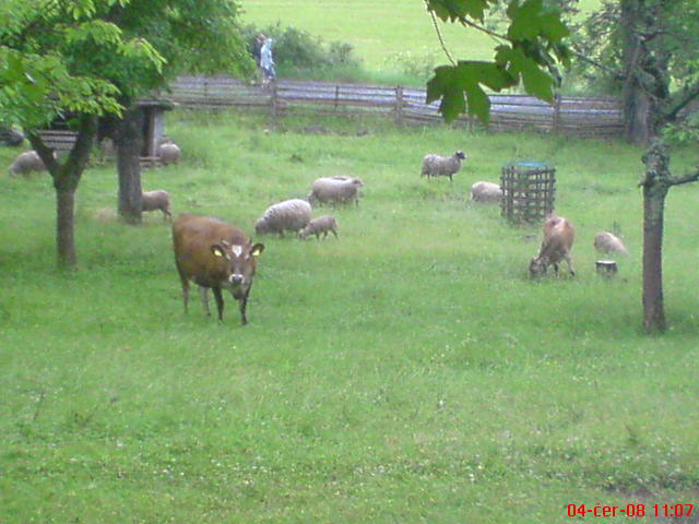 DSC00474.JPG