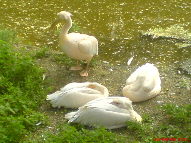 DSC00511.JPG